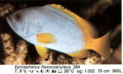 Epinephelus flavocoeruleus